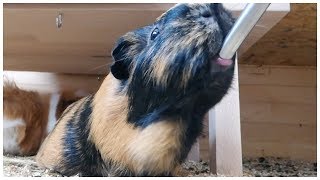 Guinea Pigs Drinking Water Compilation