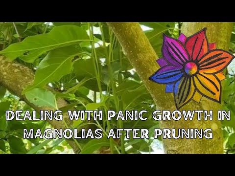 Understanding Magnolia Panic Growth: A Post-Pruning Guide