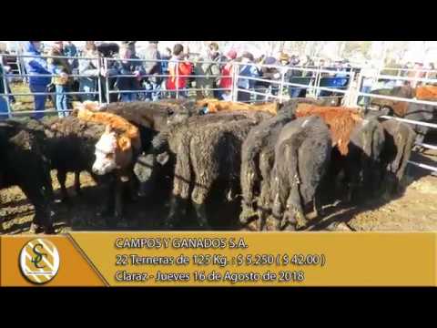 16-08-18 Venta de Hembras - Campos y Ganados S.A. - Claraz.