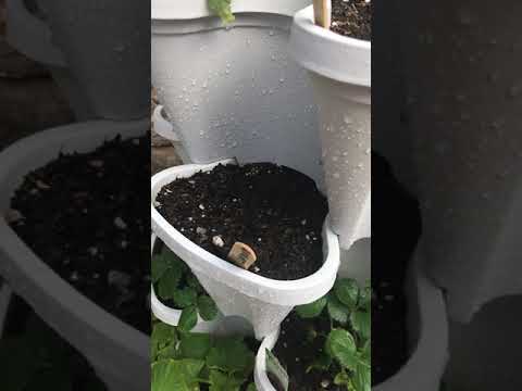 Big update! I got the large mr stacky planter!!