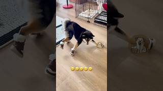 Download lagu Dogs wearing shoes for the first time🤣🤣🤣 #funny #dog #pets #funnydogs #animals mp3