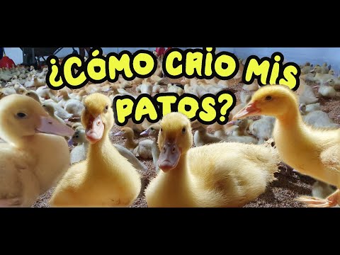 , title : '¿Cómo crio mis patos?.🦆 Te lo cuento TODO!    (Parte I)'