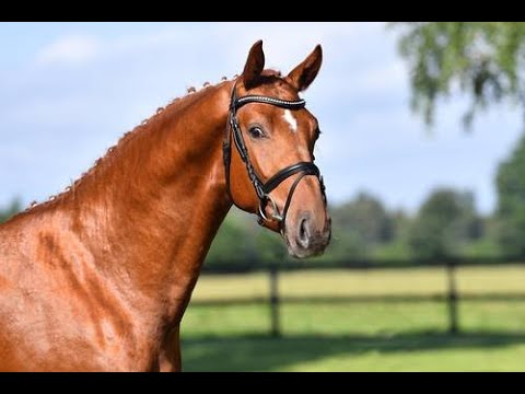 Orient Gold (Orient Express HDC x Cornet Obolensky x Pilot) 2022