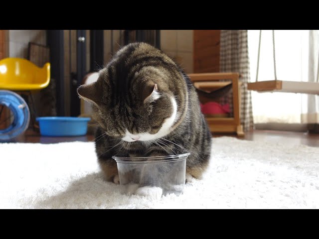 This container fits Maru