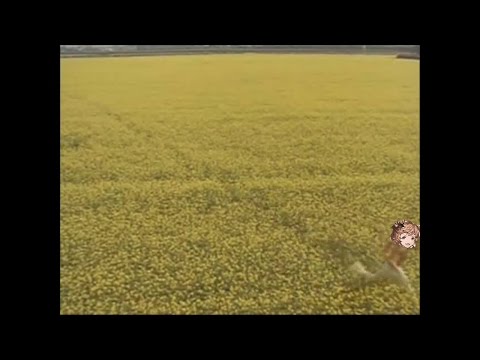 carmelina reacts to xeno vohu manah (ゼノ・ウォフマナフ) - Granblue (グラブル)