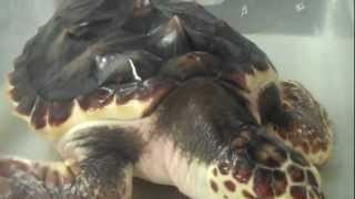 preview picture of video 'Maggie the Loggerhead  Sea Turtle, Almost Ready to Go Back to the Ocean'