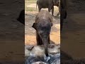 Kombanana Kuttappa Aanakutty Aana Elephant Play Time Kerala