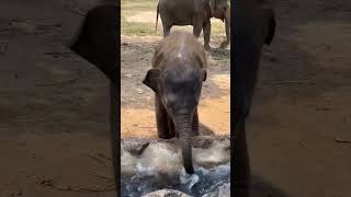 Kombanana kuttappa aanakutty aana elephant play time kerala