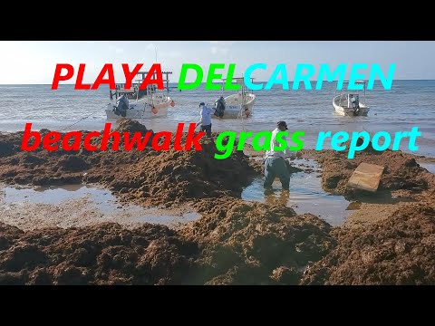PLAYA DEL CARMEN BEACH WALK AND GRASS REPORT !!!
