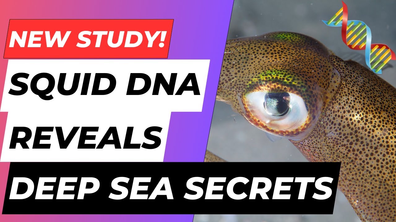Squid DNA Reveals SECRET DEEP SEA LIFE