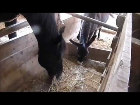 una mattina 2011 nella stalla di Degas e Carolina