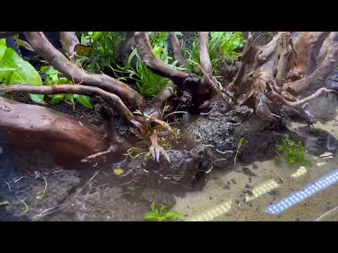 Oase Highline 300 - bepflanzen