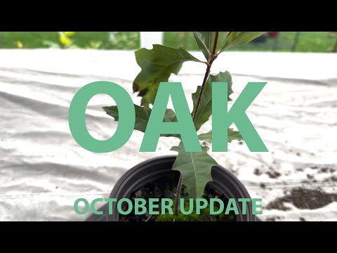 Oak Tree Bonsai A from Seed - Update October 2023 #bonsai #oak
