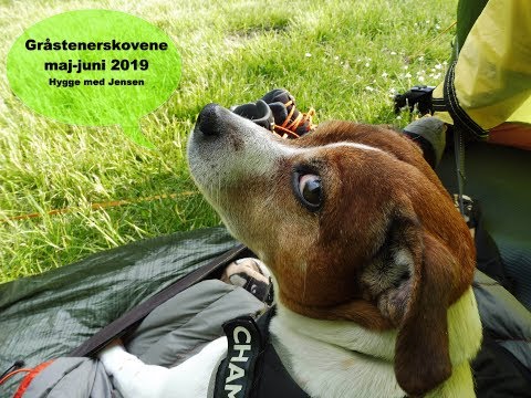 Gråstenerskovene 2019