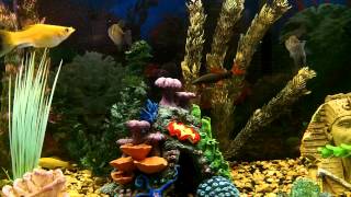 Be Calm - Fresh Water Fish Tank (Ambient Meditative Music)