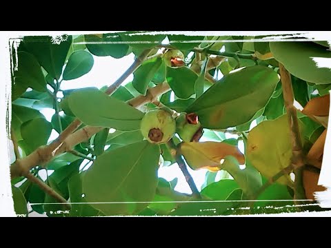 書帶木寓意