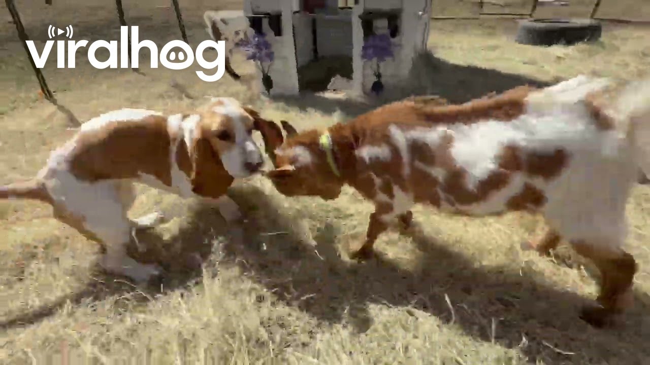 Basset hounds Plays Parkour With Goats || ViralHog
