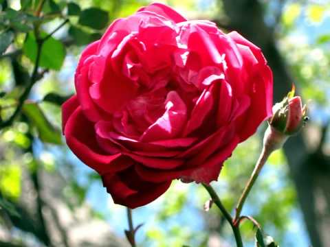 Alma Chill Out - Amor Amor