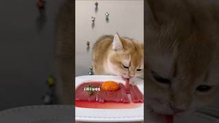 Cat eat meatslices🥩🦌🍳|ASMR Cat Mukbang #asmr #mukbang #cat #cute #funny #catvideos #shorts