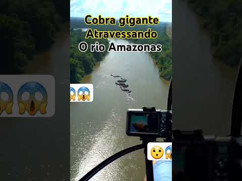 Cobra gigante é avistada atravessando o rio Amazonas #cobra #viralvideo #viralshorts #video