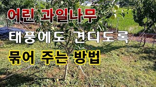 [텃밭농부.682]  과일나무 태풍에도 견디도록 묶어주는 방법 #과수재배 #과수묶어주는법