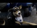 Tips for travelling with dogs on Trains | Northern