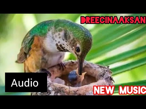 Mikaa'el Girmaa - Askoo Caamaa - New Ethiopian Oromo Music 2023 [Official Video]