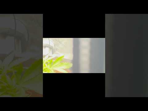 “Low Stress Training Update 🌱 | Cannabis Growth Tips & Results” #howtogrow