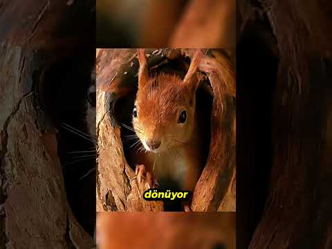 Hamile Sincabın Doğum Mücadelesi