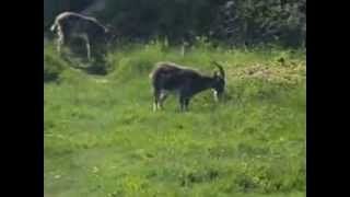 preview picture of video 'Goats On Cliff at Robinswood Hill Gloucester'