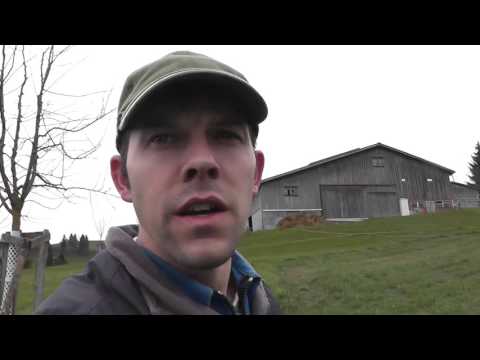 Weizen Düngen mit Gülle, 2. Gabe im Schossen-Stadium