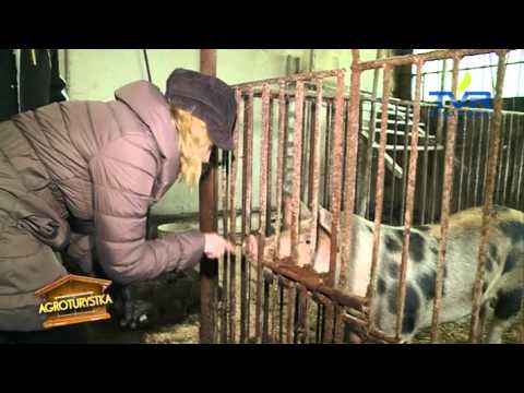 Agroturystka, czym chata bogata odc. 16, sezon 2