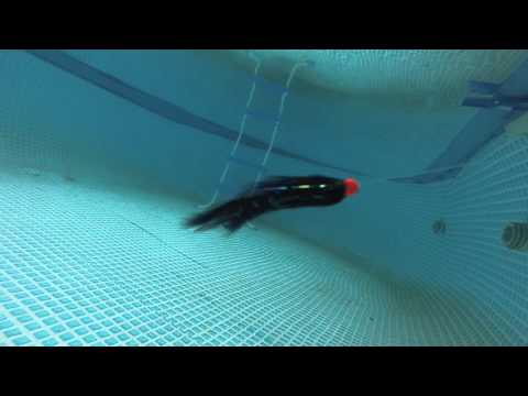 black micro tube leech