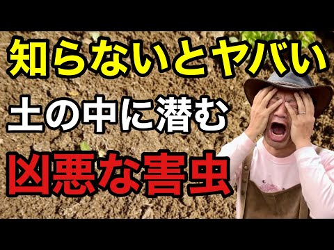 堆肥に虫がいるのは普通ですか