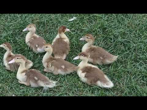 Guessing Sex of 3 Week Muscovy Ducklings