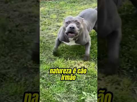O perigo de HUMANIZAR Pitbull🐕 CÃO É CÃO, FILHO É FILHO - Rei dos Pitbulls ALERTA