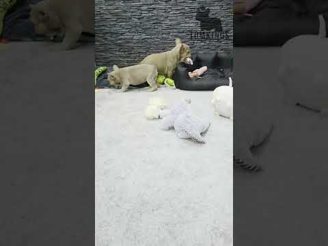 Video 1