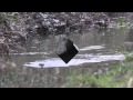 Otters Mink Feeding On Common Toads