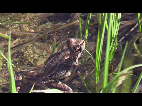 Grenouille rousse (Rana temporaria) Common Frog