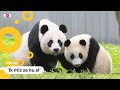 Amerikanen nemen afscheid van drie reuzenpanda's