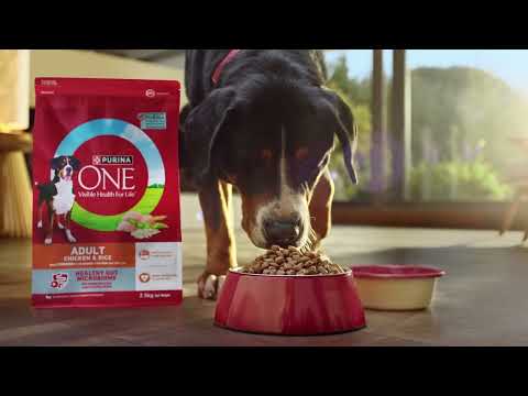 PURINA ONE® Dry Dog Food. Advanced tailored nutrition for dogs.