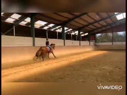 Löwenherz - for sale - 3,5 jähriger Wallach von A La Carte NRW x Cornado NRW X Landadel