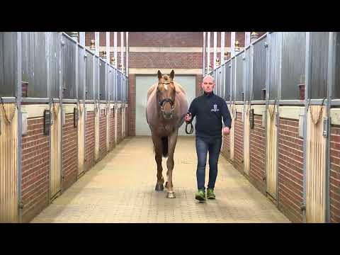 Verbandshengste 2022 - Vigado