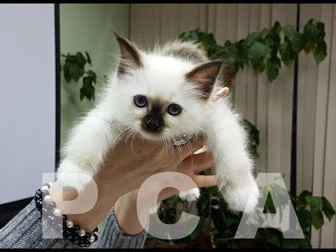 Бирманские котята питомника PCA ВАЙТ ПАВС