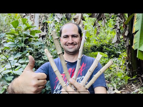 COMO PLANTAR MANDIOCA DE DUAS MANEIRAS SUPER PRODUTIVAS