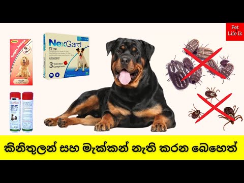 චෝකලට් පෙත්ත | Medicine for Dog Ticks, Fleas, and Lice Sinhala | NexGard Chews tablet for Dogs