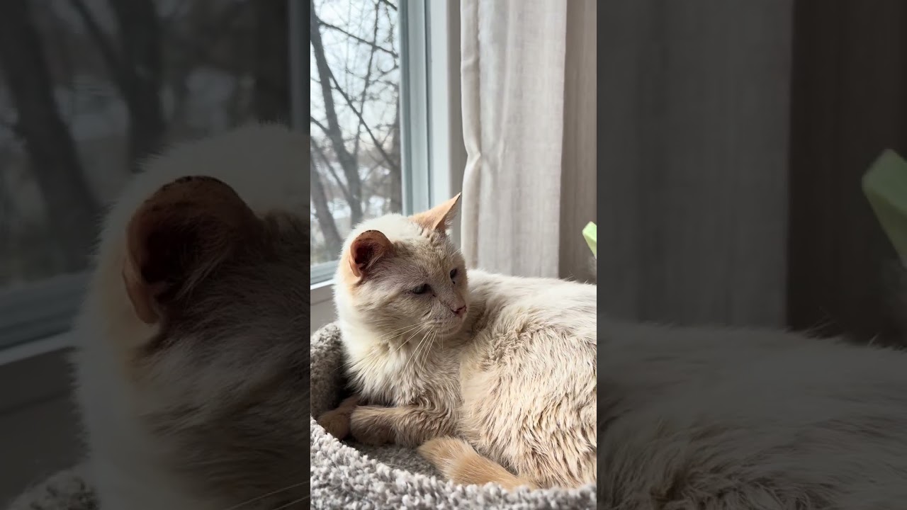 Enlarge Harrison , a Adoptable mixed breed in Hyattsville, MD video 2/6