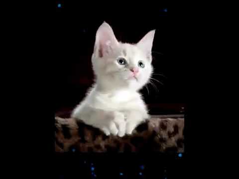 Miyaaoo miyaaoo song for cats