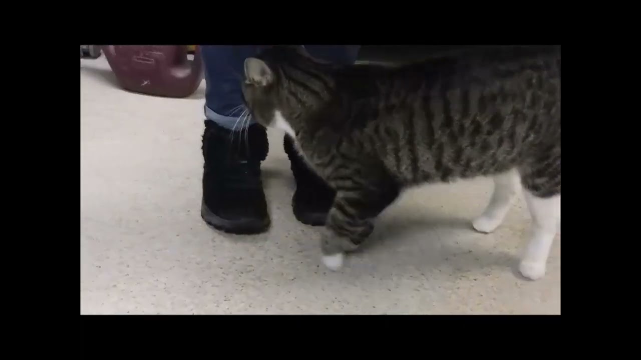 FIDDLER, a ADOPTABLE Domestic Short Hair in Ironwood, MI video 3/3
