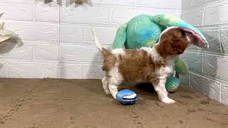 キャバリアの動画01